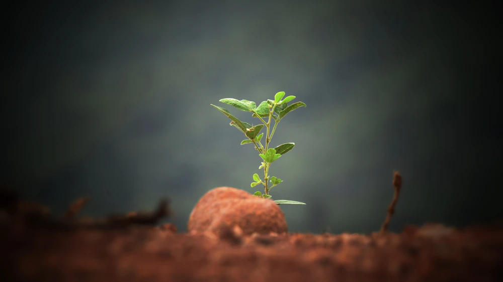 A small green sprout growing out of the soil